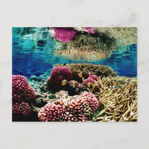 Cartão Postal recife-386973 paisagem coral de recife colorida un