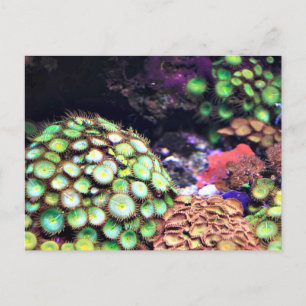 Cartão Postal Recife Colorido de Coral