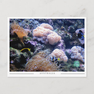 Cartão Postal Recife de Coral da Austrália Vida Marinha Subaquát