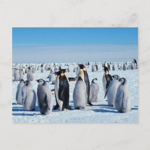 Cartão Postal Recolha de pinguins