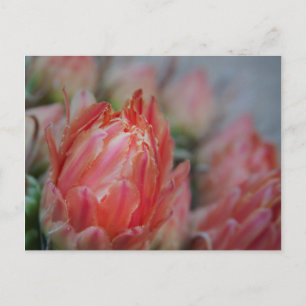 Cartão Postal Recompensa de Summers Tardio