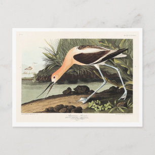 Cartão Postal Recurvirostra americana de Birds of America,