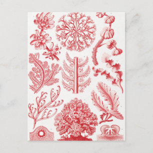 Cartão Postal Red Alga Sea, Florideae Rotalgen por Ernst Haeckel