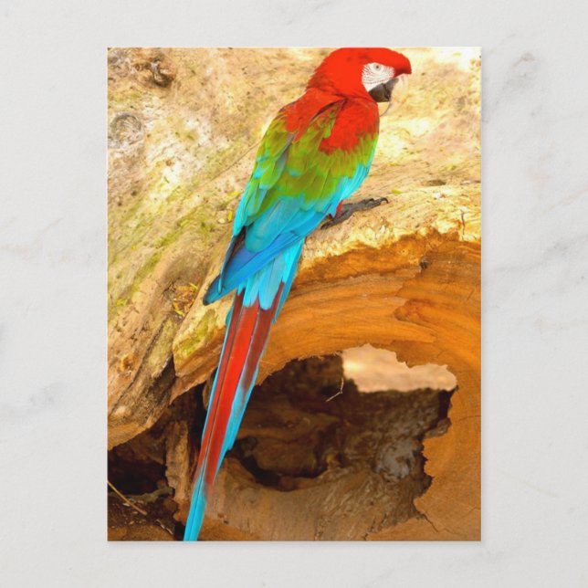 Cartão Postal Red and Green Macaw, Cartão-postal Trinidad (Frente)