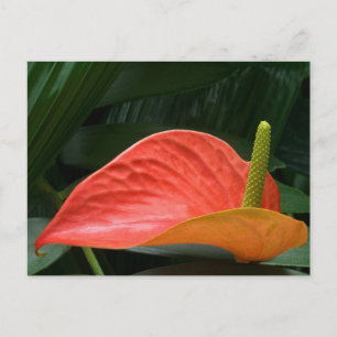 Cartão Postal Red Anthurium Plant Contra Foliage