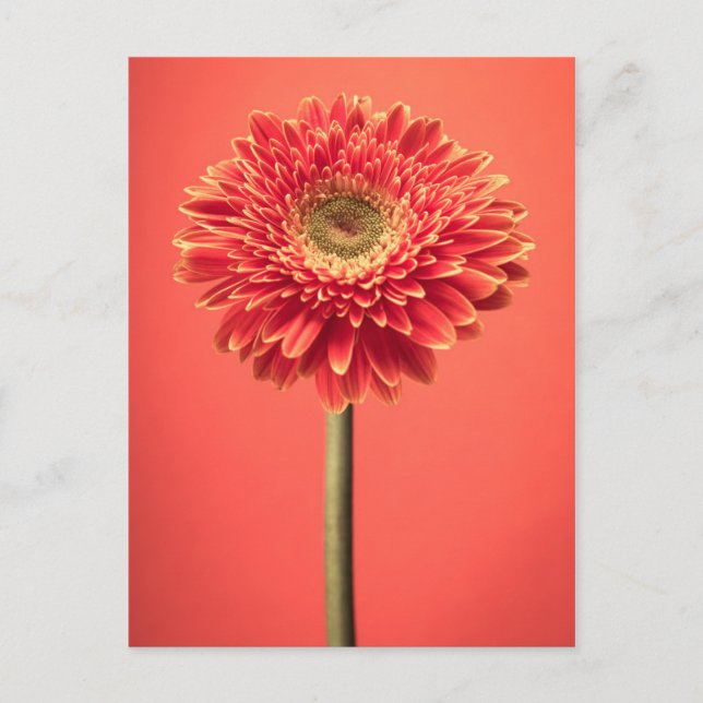 Cartão Postal Red Barberton Gerbera Daisy Flower (Frente)