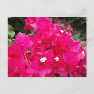 Cartão Postal Red Bougainvillea
