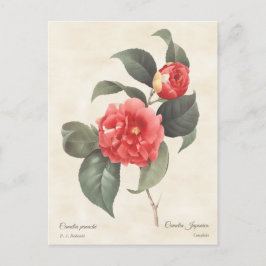 Cartão Postal Red Camellia Japonica Vintage Botânica