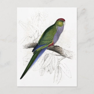 Cartão Postal Red-Capped Parrakeet (Female) por Edward Lear