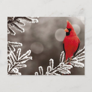Cartão Postal Red Cardinal no inverno
