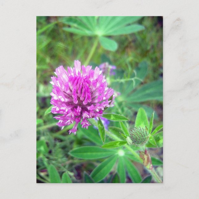 Cartão postal Red Clover Blossom 2 (Frente)