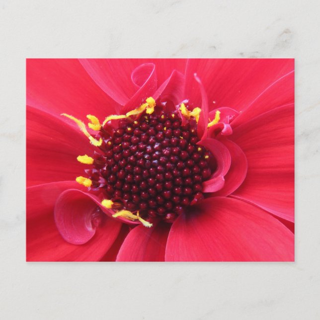 Cartão Postal Red Dahlia Close-up (Frente)