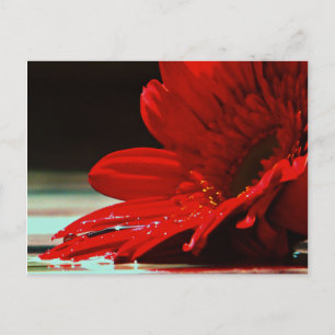 Cartão Postal Red Daisy Gerbera Flower