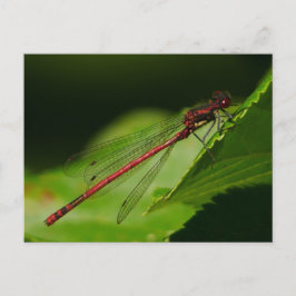 Cartão postal Red Damselfly grande