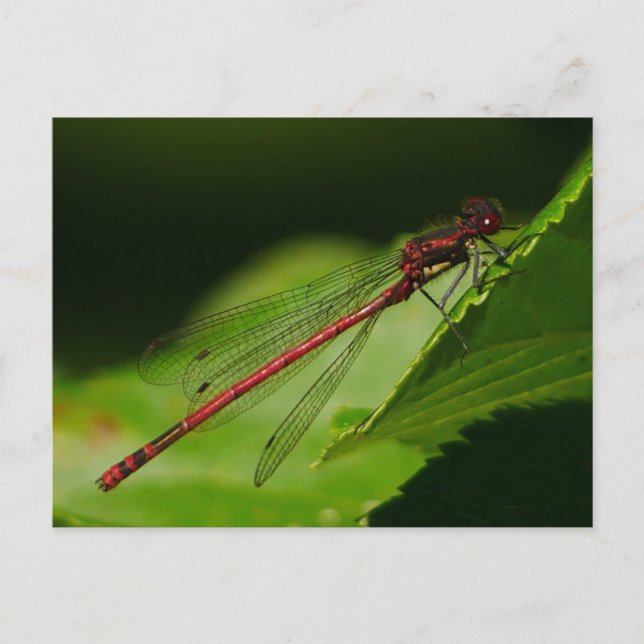 Cartão postal Red Damselfly grande (Frente)