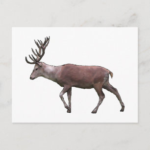 Cartão Postal Red Deer.