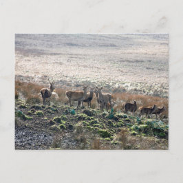Cartão Postal Red Deer Lyme Park