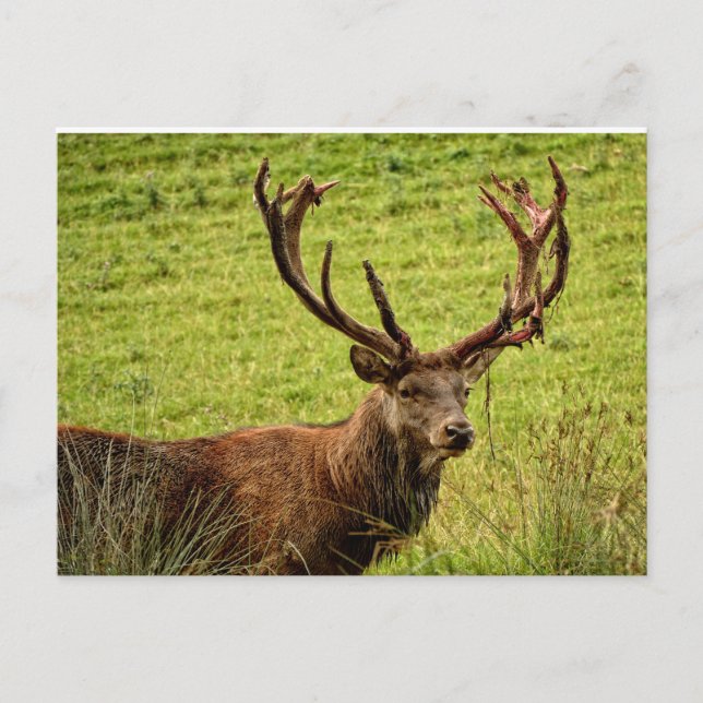 Cartão Postal Red Deer Stag (Frente)