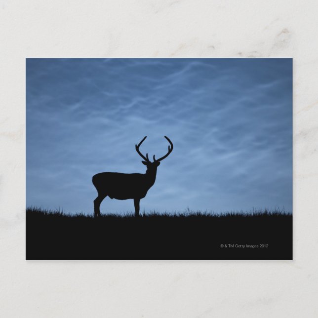 Cartão Postal Red Deer Stag Silhuetch à Noite (Frente)