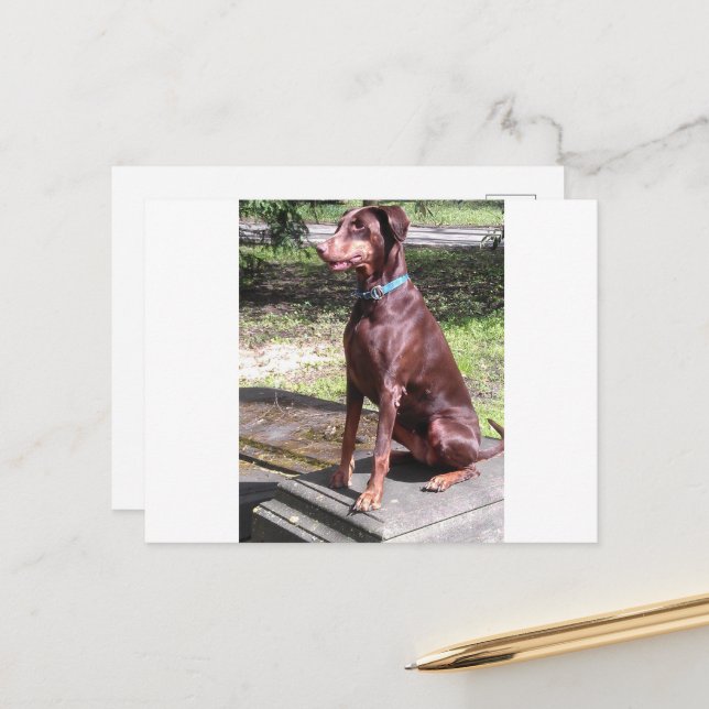 Cartão Postal red doberman (Frente/Verso In Situ)