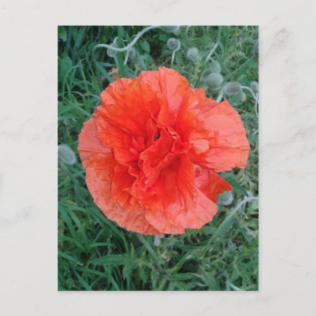 Cartão Postal Red Double Poppy Floral (Frente)