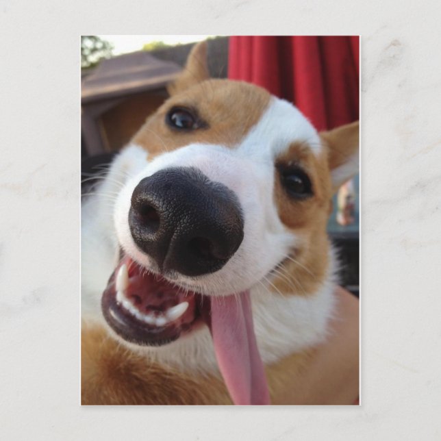 Cartão Postal Red e White Pembroke Welsh Corgi (Frente)