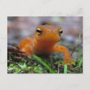 Cartão Postal Red Eft