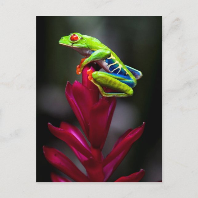 Cartão Postal Red-eyed Tree Frog (Frente)
