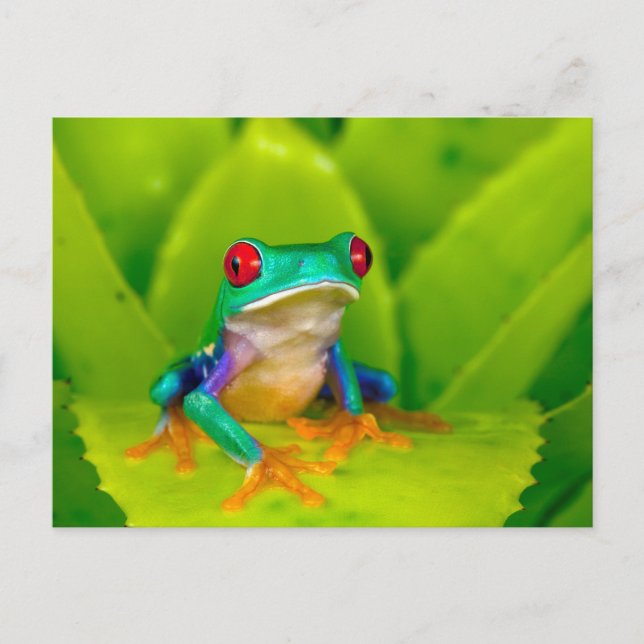 Cartão Postal Red-eyed tree frog, Costa Rica (Frente)