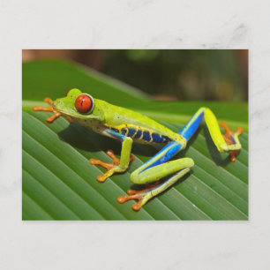 Cartão Postal Red Eyed Tree Frog Postcard