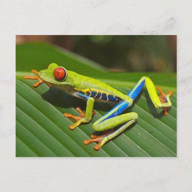 Cartão Postal Red Eyed Tree Frog Postcard (Frente)