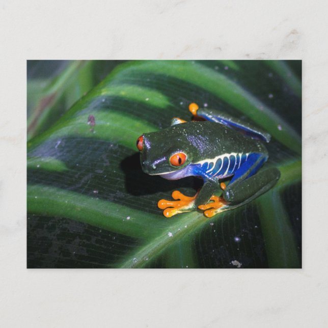 Cartão Postal Red Eyes Frog On Leaf (Frente)