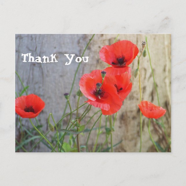 Cartão Postal Red Field Corn Poppies Thank You Postcard (Frente)