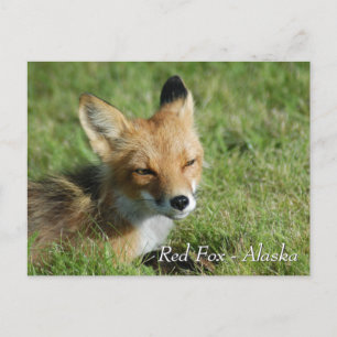 Cartão Postal Red Fox Alaska