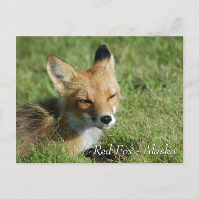 Cartão Postal Red Fox Alaska (Frente)