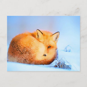 Cartão Postal *~* Red Fox Ap18 Pintura Artística em Artsy