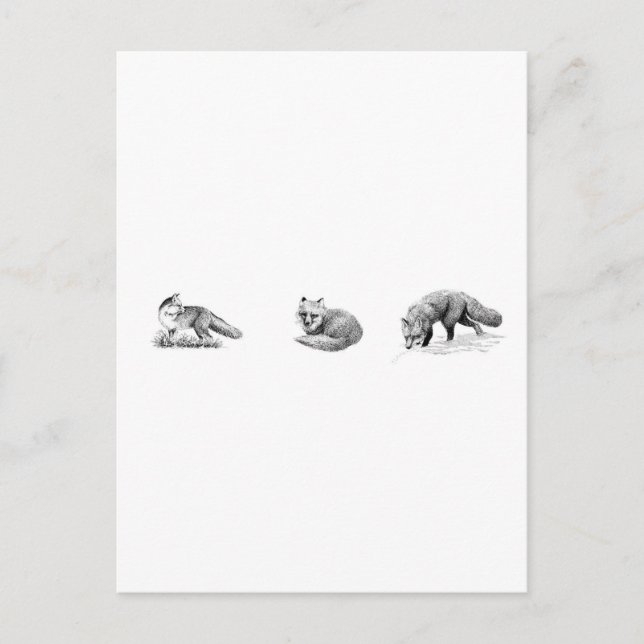 Cartão Postal Red Fox Line Art (Frente)