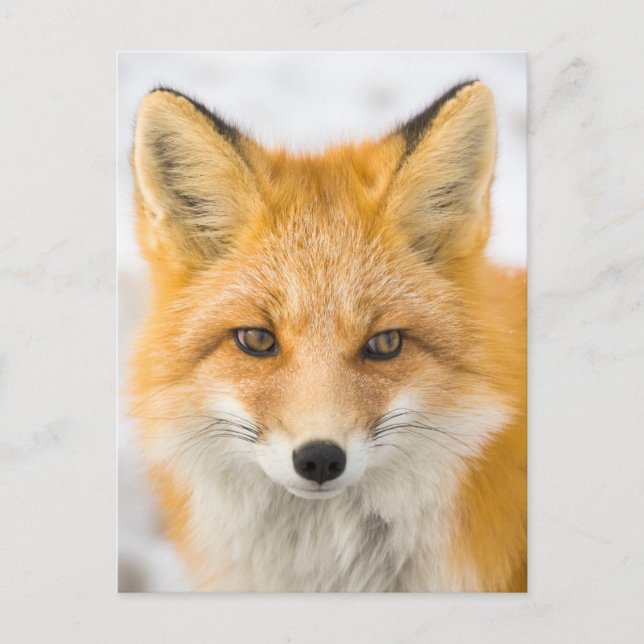 Cartão Postal Red Fox Portrait (Frente)