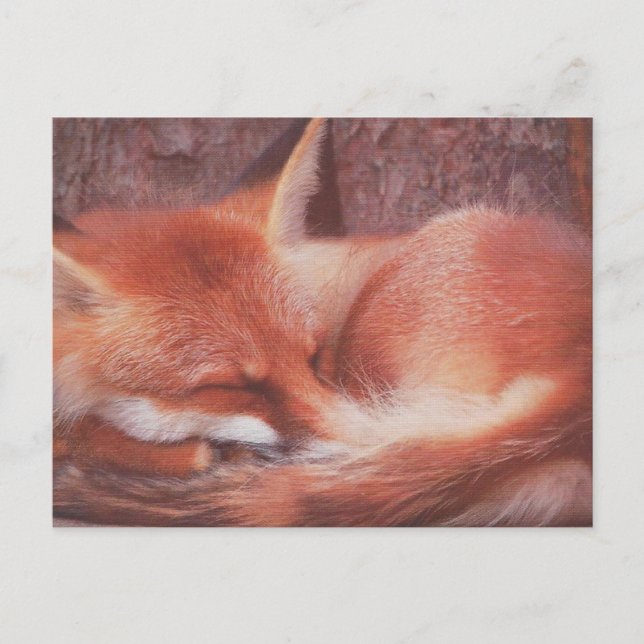 Cartão Postal Red Fox POSTCARD (Frente)