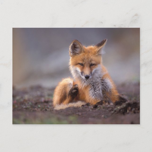 Cartão Postal red fox, Vulpes vulpes, pup scratching itself, (Frente)
