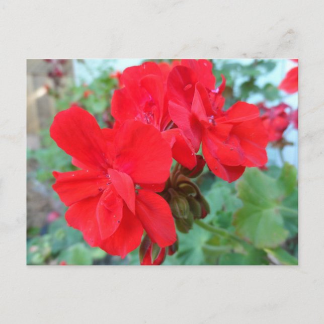 Cartão Postal Red Geranium (Frente)