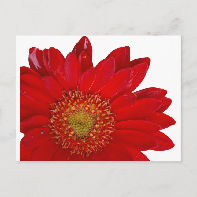 Cartão Postal Red Gerbera Daisy (Frente)