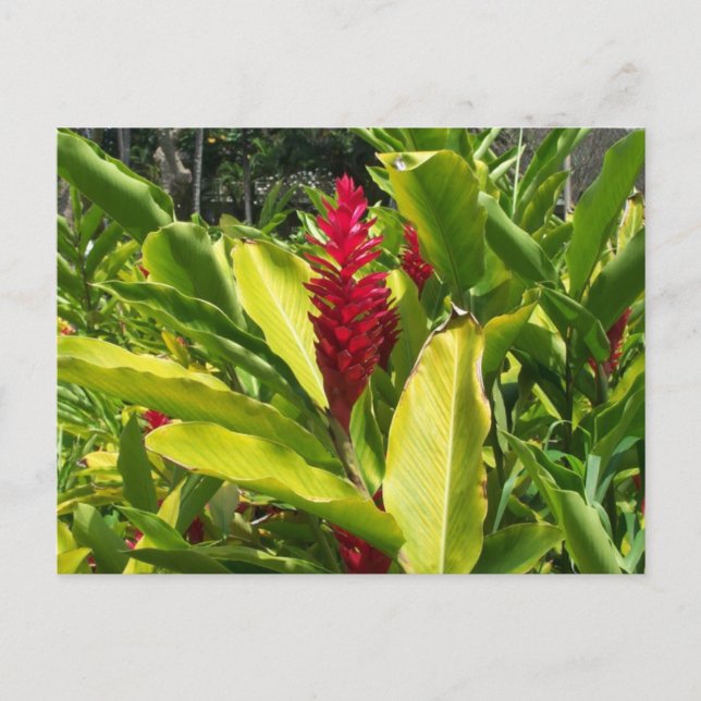 Cartão Postal Red Ginger Postcard (Frente)