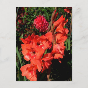 Cartão Postal Red Gladiolas