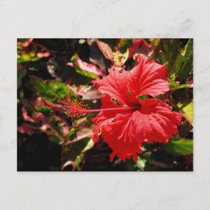 Cartão Postal Red Hibiscus