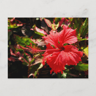Cartão Postal Red Hibiscus