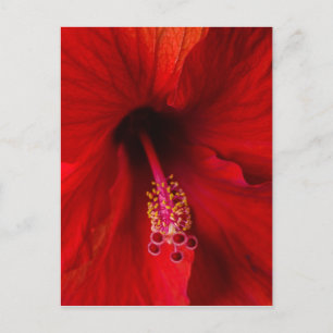 Cartão Postal Red Hibiscus