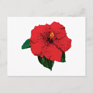 Cartão Postal Red Hibiscus