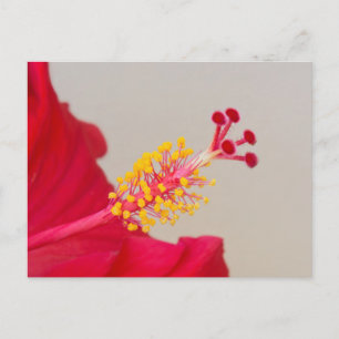 Cartão Postal Red Hibiscus Closeup of Pistil and Stamen