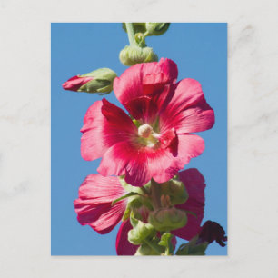 Cartão Postal Red Hollyhock contra um céu azul